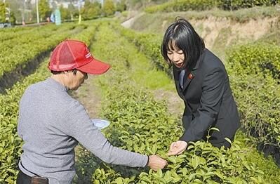 有关于安徽省舒城县 普法宣传进茶山的消息(2)