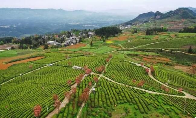 有关于贵州：数字货运畅出路 千年苔茶焕新机的新闻(4)