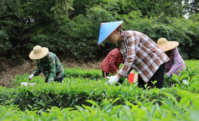 关于大北山洋梅坪：春茶采摘正当时 茶韵飘香促振兴的资讯(2)