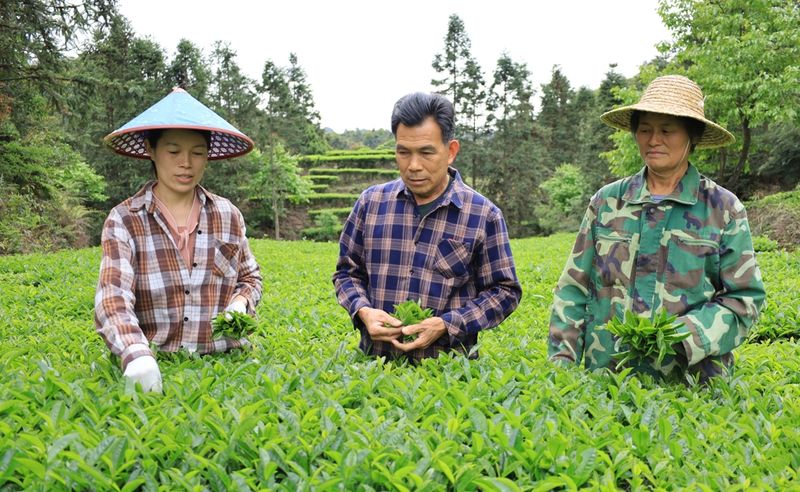 关于大北山洋梅坪：春茶采摘正当时 茶韵飘香促振兴的资讯(4)