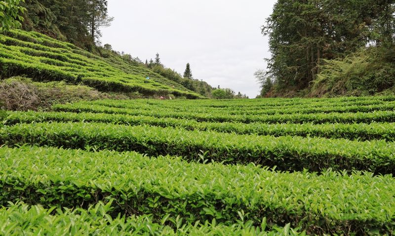 关于大北山洋梅坪：春茶采摘正当时 茶韵飘香促振兴的资讯(1)