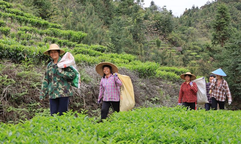 关于大北山洋梅坪：春茶采摘正当时 茶韵飘香促振兴的资讯(3)