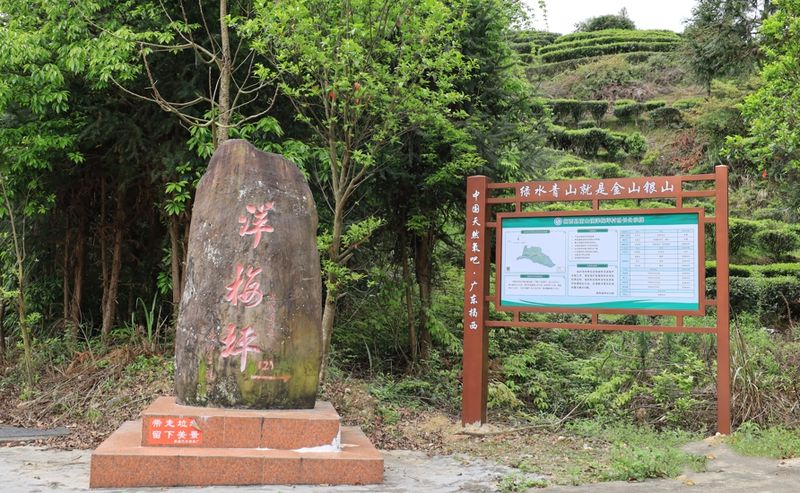 关于大北山洋梅坪：春茶采摘正当时 茶韵飘香促振兴的资讯