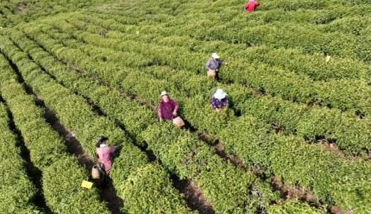 有关于含山：春茶采摘进入黄金期的新闻