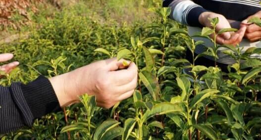 有关于含山：春茶采摘进入黄金期的新闻(3)