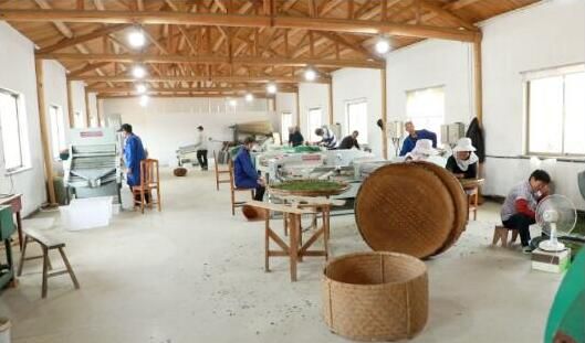 有关于含山：春茶采摘进入黄金期的新闻(2)