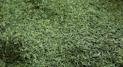 有关于含山：春茶采摘进入黄金期的新闻(4)