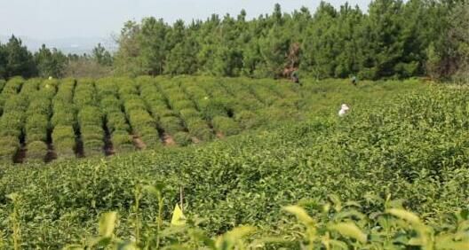 有关于含山：春茶采摘进入黄金期的新闻(1)