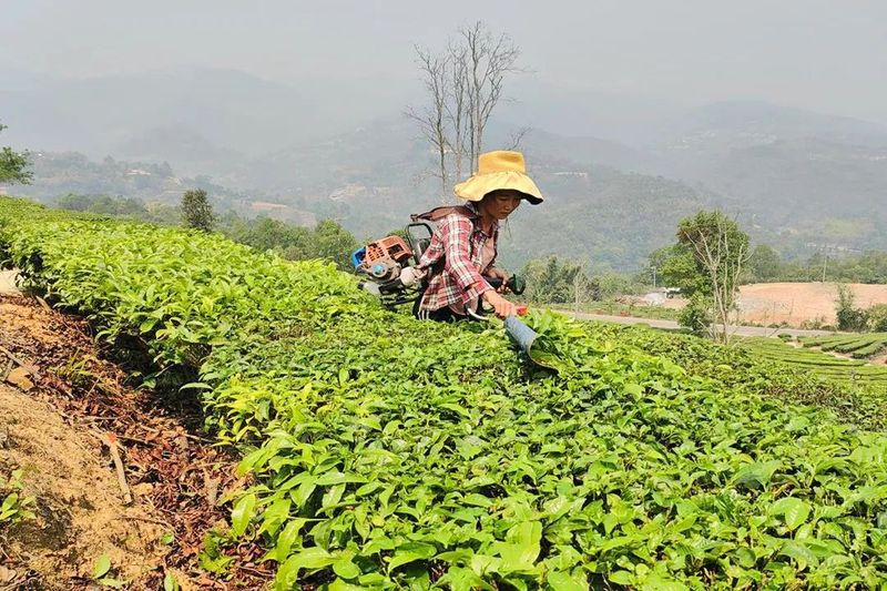 有关于勐统镇：春茶采摘正当时的相关内容(1)