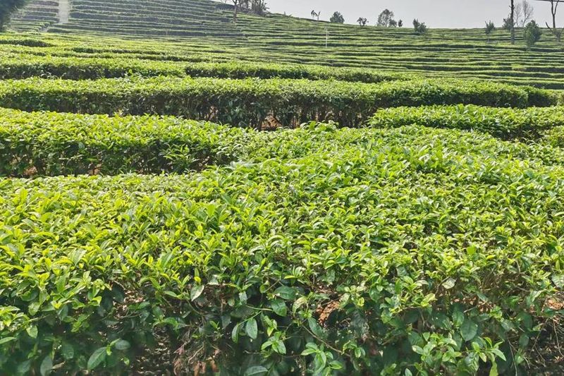 有关于勐统镇：春茶采摘正当时的相关内容(3)