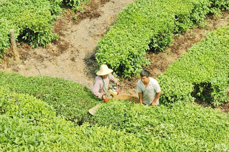 有关于勐统镇：春茶采摘正当时的相关内容