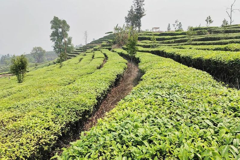 有关于勐统镇：春茶采摘正当时的相关内容(2)