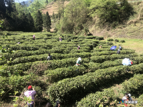 关于果布戛乡：清明时节采茶忙 带动就业促增收的最新消息