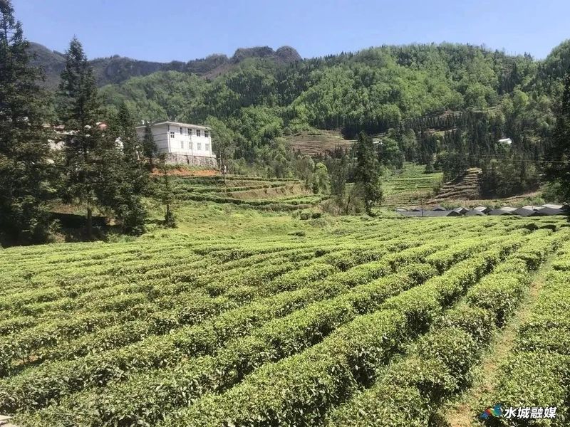 关于果布戛乡：清明时节采茶忙 带动就业促增收的最新消息(2)