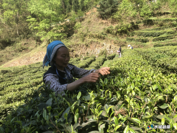 关于果布戛乡：清明时节采茶忙 带动就业促增收的最新消息(1)