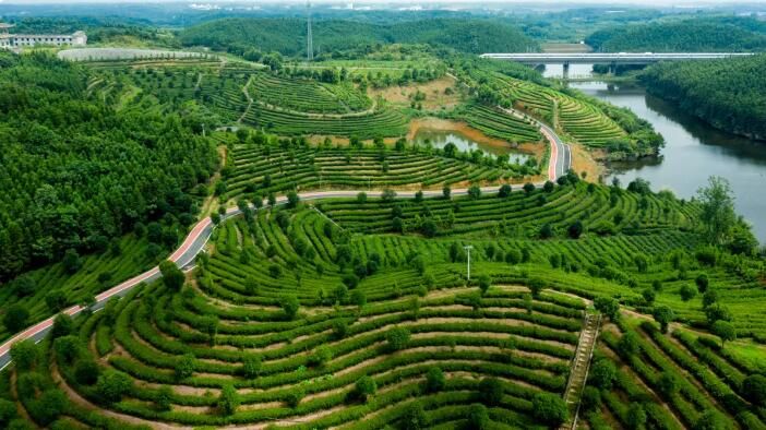 有关于咸宁：52.52万亩茶园抢“鲜”采的消息