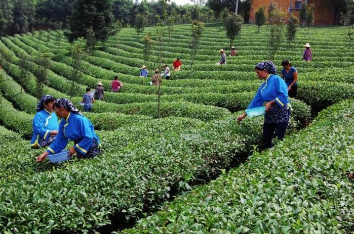 有关于咸宁：52.52万亩茶园抢“鲜”采的消息(1)