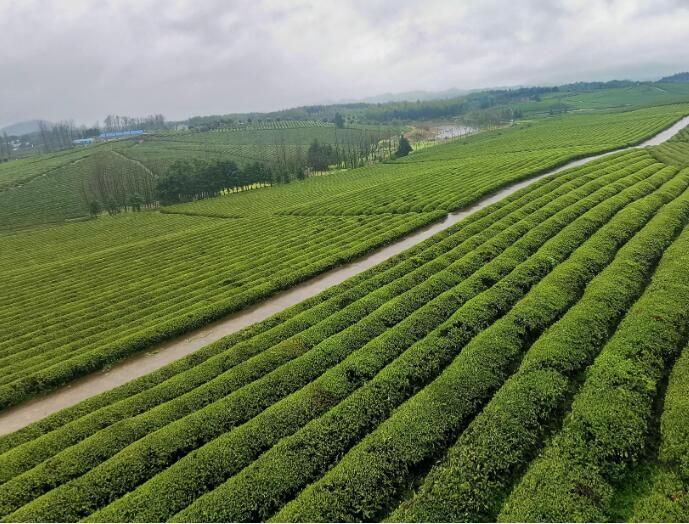 有关于咸宁：52.52万亩茶园抢“鲜”采的消息(3)