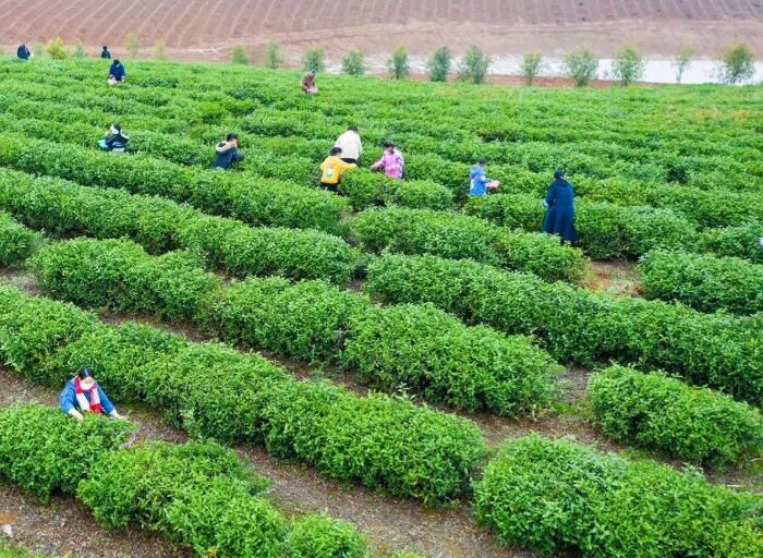 有关于咸宁：52.52万亩茶园抢“鲜”采的消息(4)
