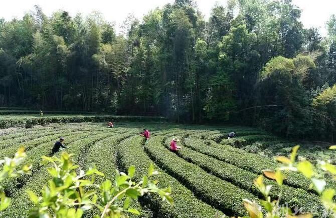 有关于咸宁：52.52万亩茶园抢“鲜”采的消息(2)