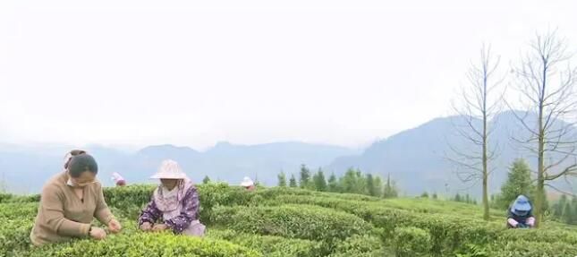 有关于兴义市清水河镇：四月茶园溢新香 采茶制茶管护忙的信息(3)