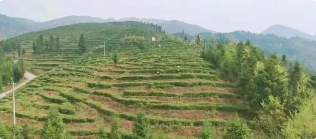 有关于兴义市清水河镇：四月茶园溢新香 采茶制茶管护忙的信息