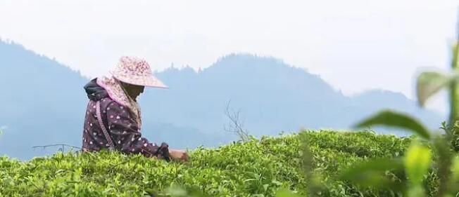 有关于兴义市清水河镇：四月茶园溢新香 采茶制茶管护忙的信息(2)