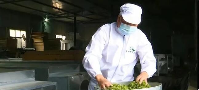 有关于兴义市清水河镇：四月茶园溢新香 采茶制茶管护忙的信息(4)