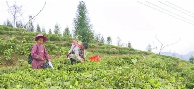 有关于兴义市清水河镇：四月茶园溢新香 采茶制茶管护忙的信息(1)