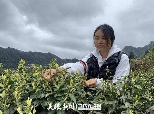 关于桐梓县木瓜镇:从无到有!300余亩春茶采摘忙的消息(1)