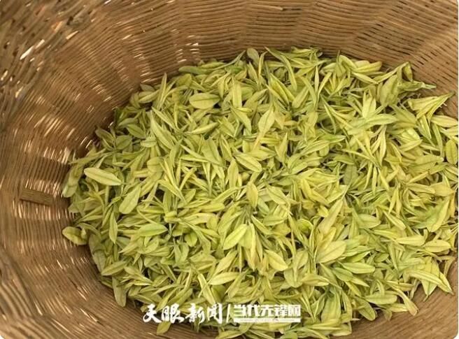 关于桐梓县木瓜镇:从无到有!300余亩春茶采摘忙的消息(2)