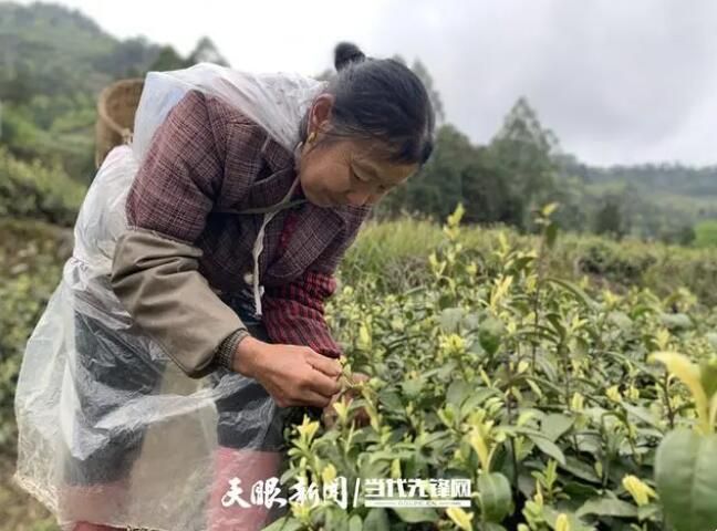 关于桐梓县木瓜镇:从无到有!300余亩春茶采摘忙的消息(3)