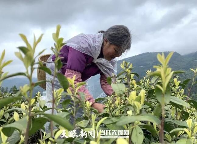 关于桐梓县木瓜镇:从无到有!300余亩春茶采摘忙的消息