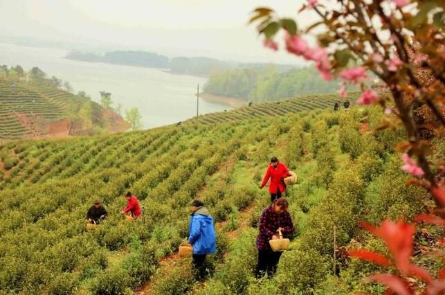 有关于2023年光山县黄金茶正式开采的新闻(1)