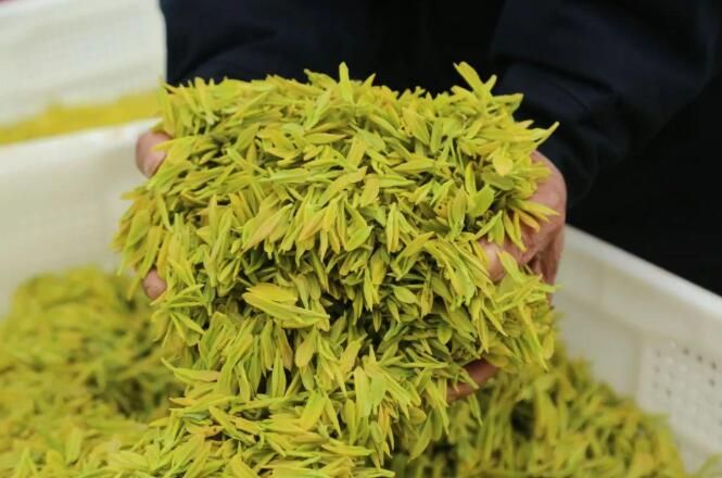 有关于2023年光山县黄金茶正式开采的新闻(9)