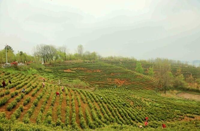 有关于2023年光山县黄金茶正式开采的新闻