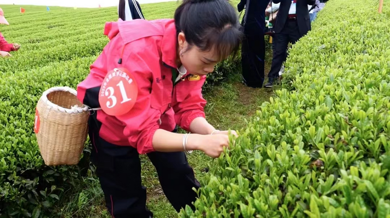 有关于江口县选手杨碧芬斩获2023年全国双手采茶技能竞赛“金手指”奖的信息