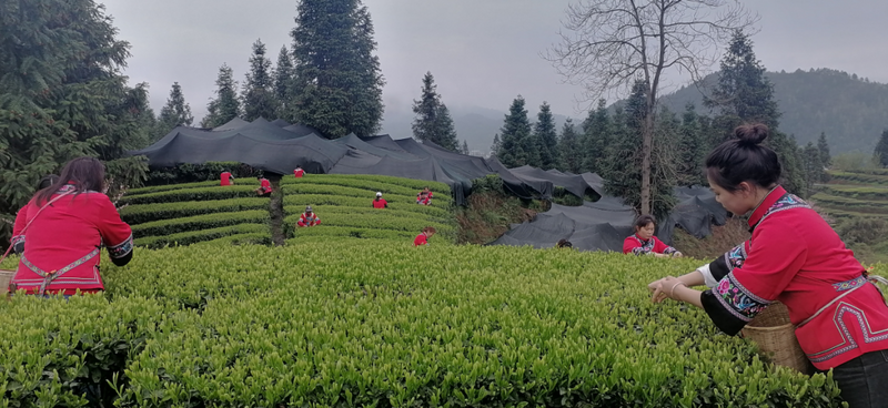 有关于江口县选手杨碧芬斩获2023年全国双手采茶技能竞赛“金手指”奖的信息(3)