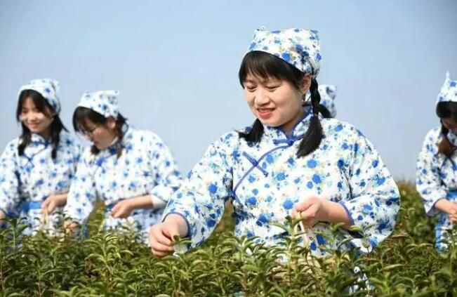 有关于春意正浓茶飘香 河南新县30余万亩春茶开采的最新消息(1)