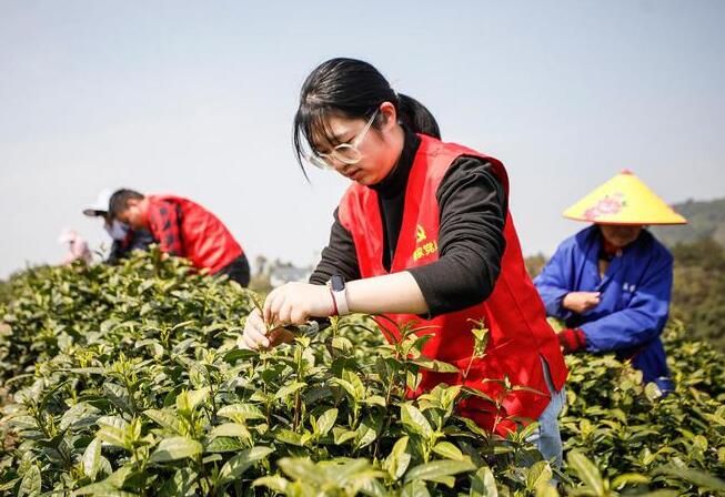 关于湖州安吉：党员助农采春茶的相关信息(1)