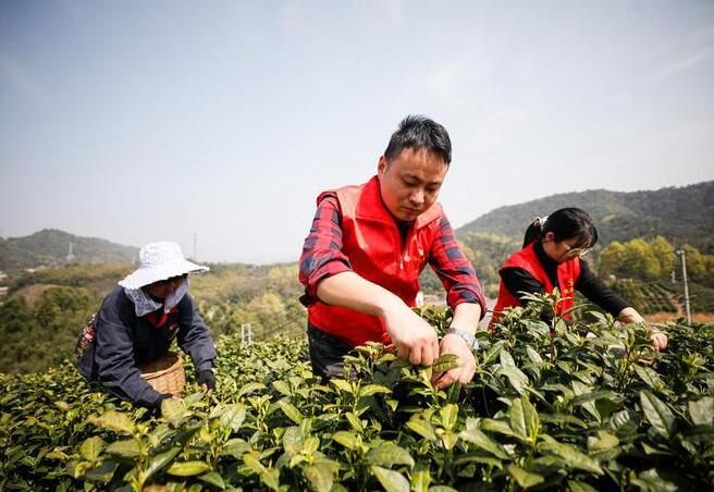 关于湖州安吉：党员助农采春茶的相关信息