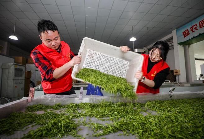 关于湖州安吉：党员助农采春茶的相关信息(2)