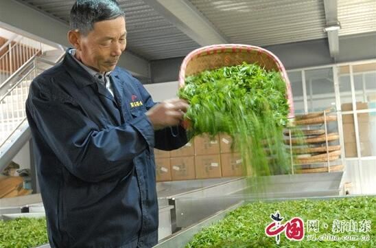 有关于青岛即墨：春茶飘香 农民增收的消息(2)