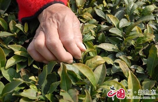 有关于青岛即墨：春茶飘香 农民增收的消息(1)
