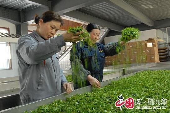 有关于青岛即墨：春茶飘香 农民增收的消息(3)