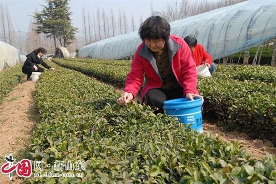 有关于青岛即墨：春茶飘香 农民增收的消息