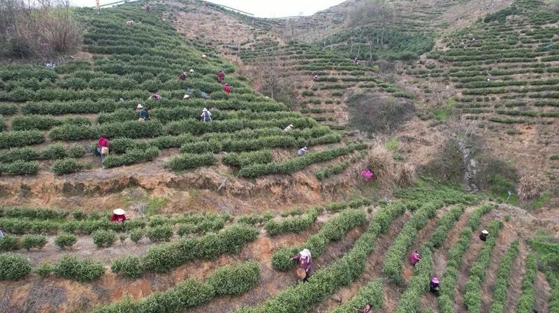 关于桐城：6.5万亩春茶抢“鲜”采摘的信息