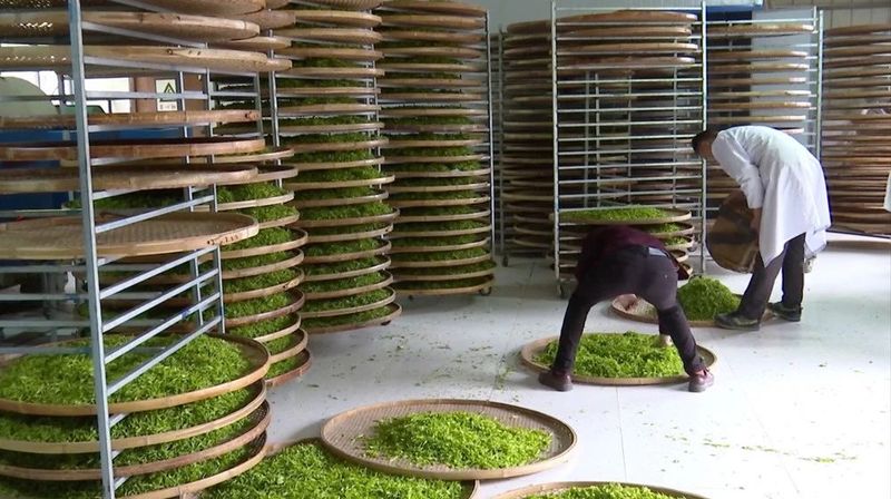 关于桐城：6.5万亩春茶抢“鲜”采摘的信息(1)