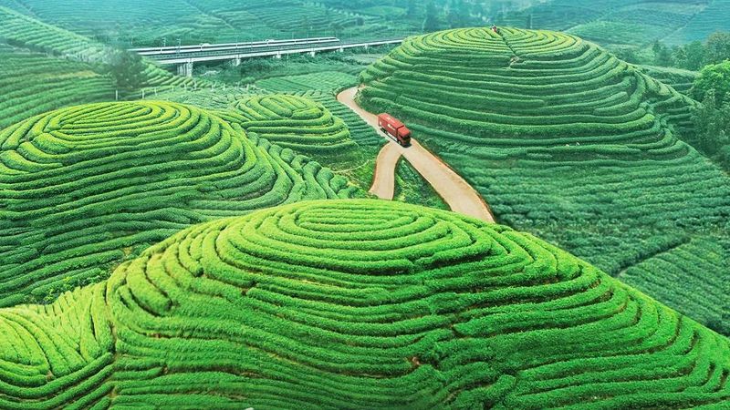 有关于抢春！一体化供应链助力打通好茶出山之路的消息(4)