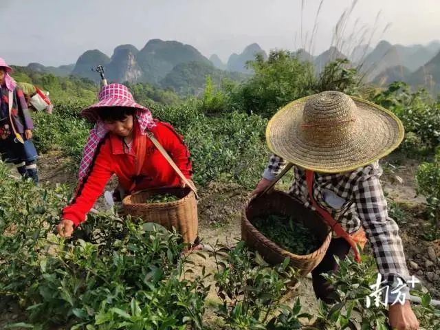 关于八排瑶山：春日采茶忙，每年带动茶农增收500万元的内容